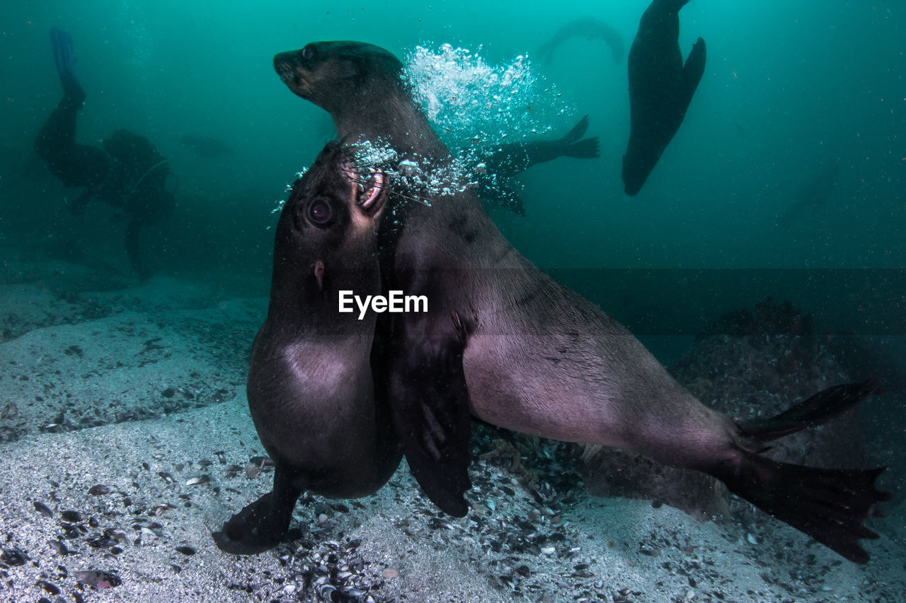 Seals swimming undersea