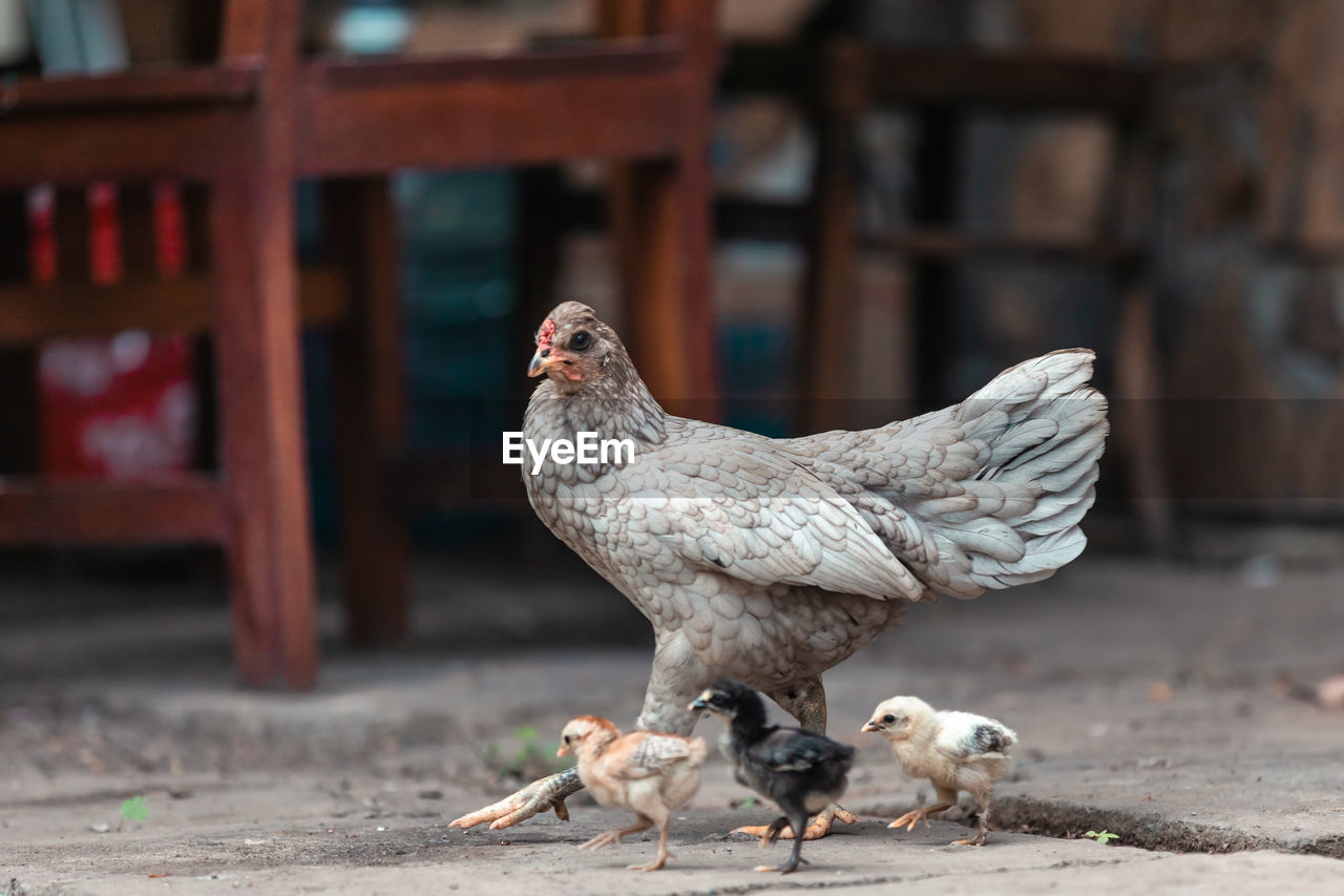 Grey chicken outdoors, bali, indonesia