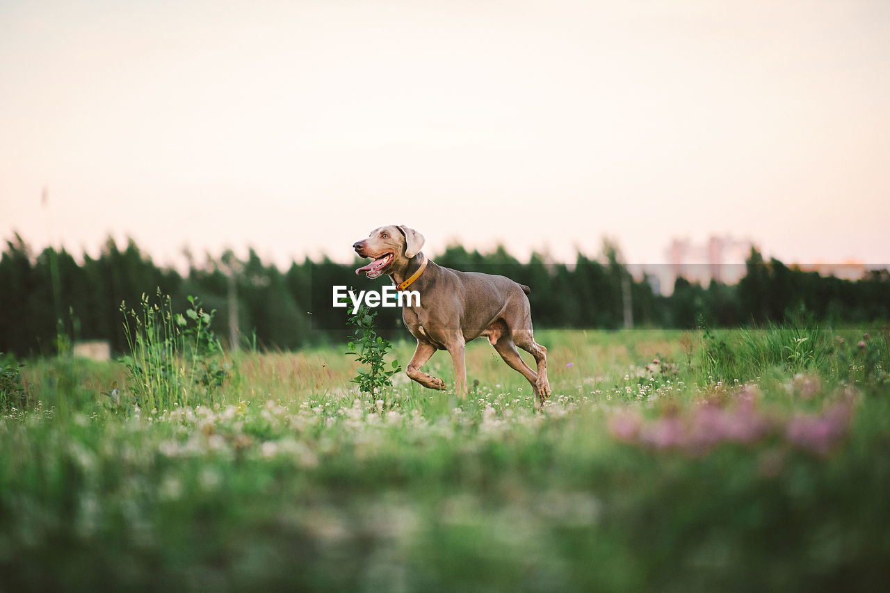 DOG RUNNING ON GRASS