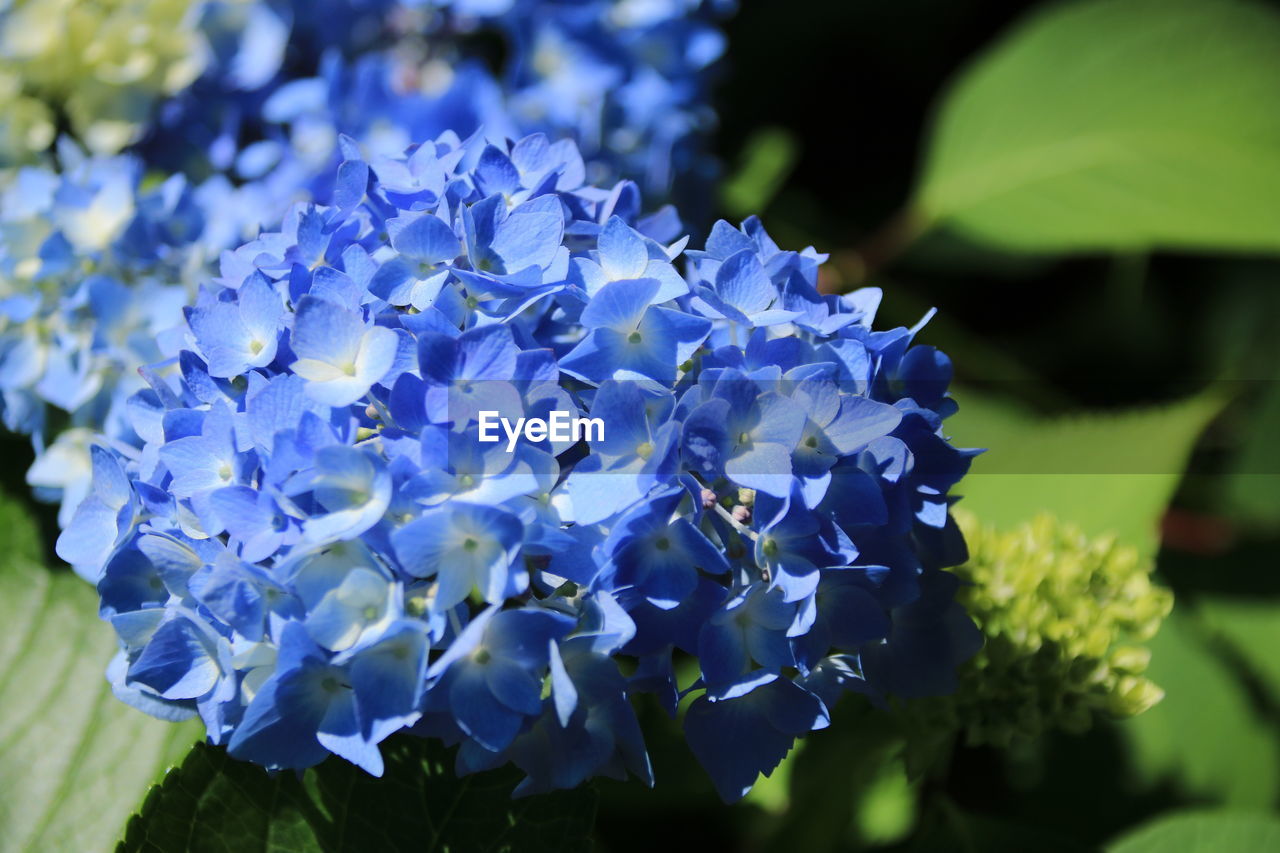 CLOSE-UP OF PURPLE BLUE FLOWERING PLANT