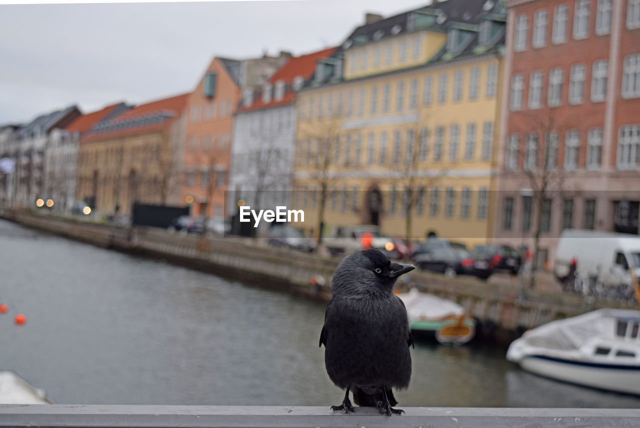 Close-up of bird perching on railing against buildings in city