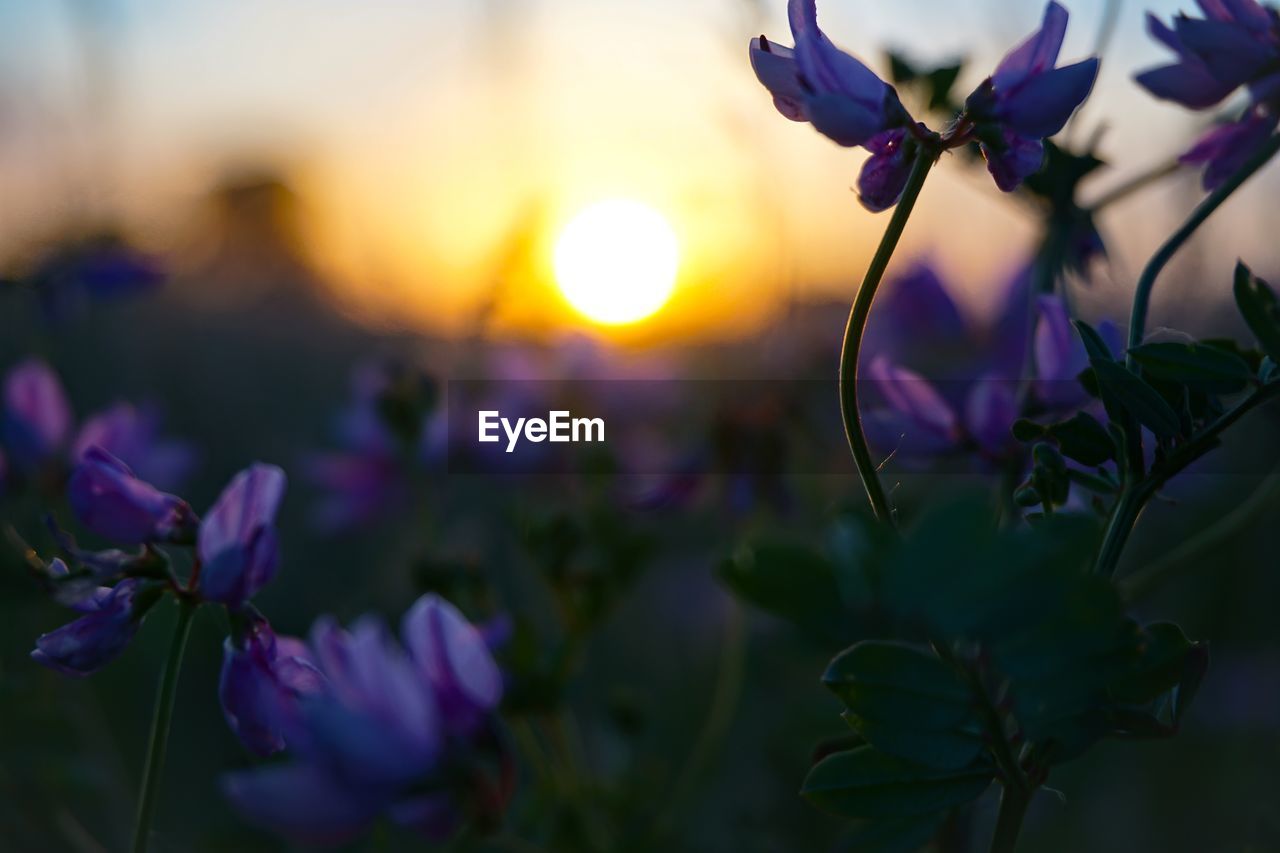 CLOSE-UP OF PURPLE FLOWERING PLANTS