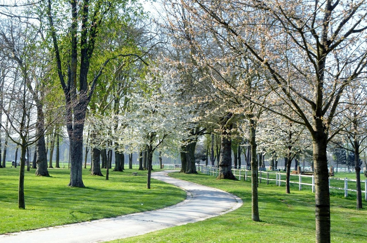 Winding alley in park