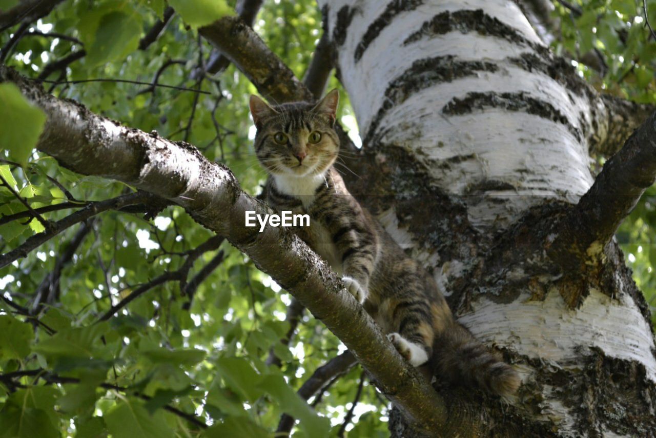 low angle view of cat sitting on tree