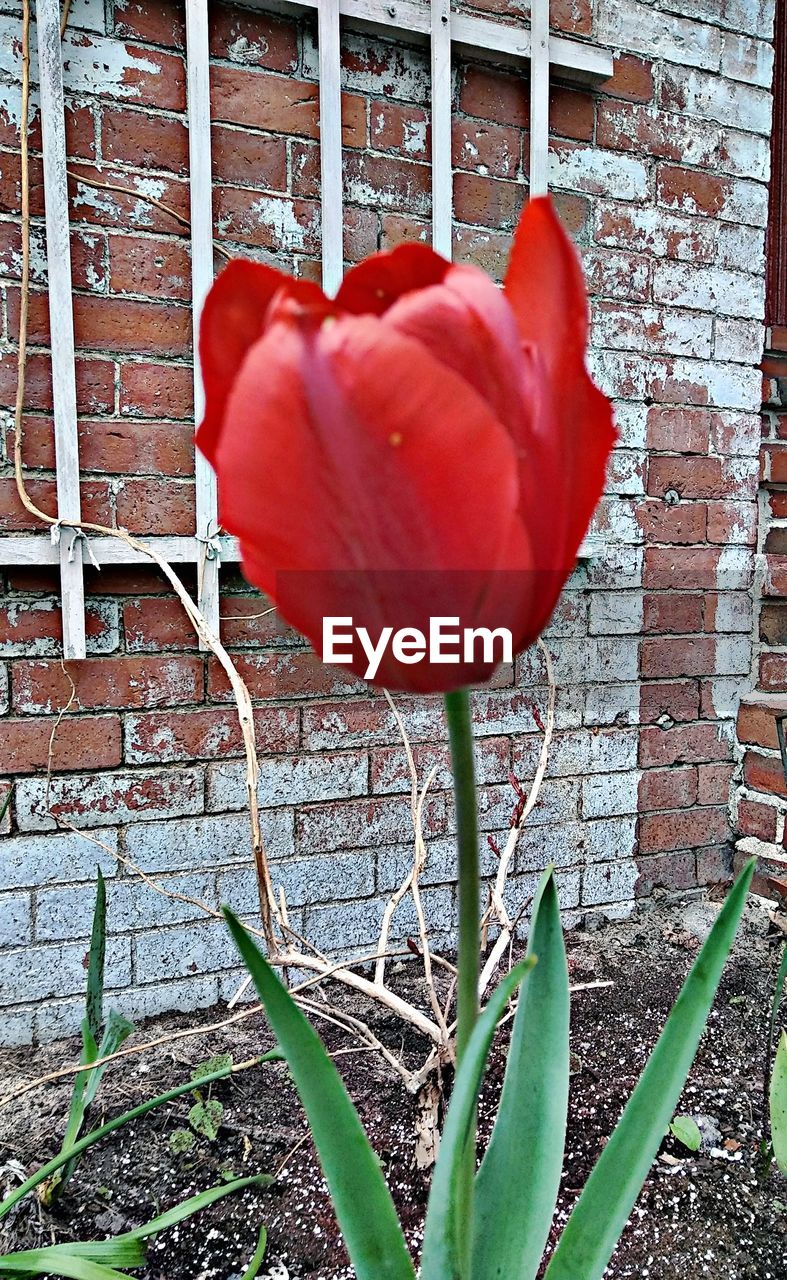 CLOSE-UP OF RED FLOWER ON WALL