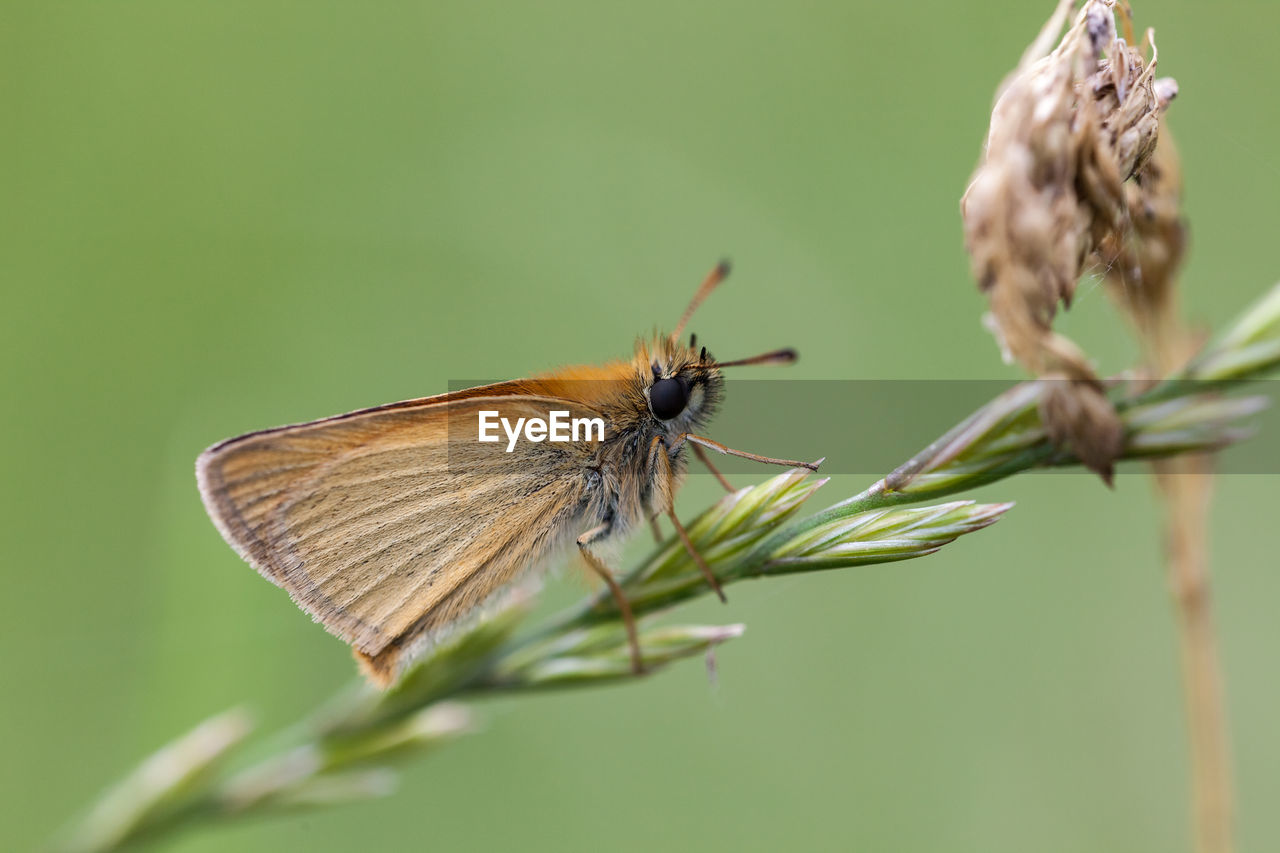 CLOSE-UP OF BUTTERFLY PERCHING ON FLOWER