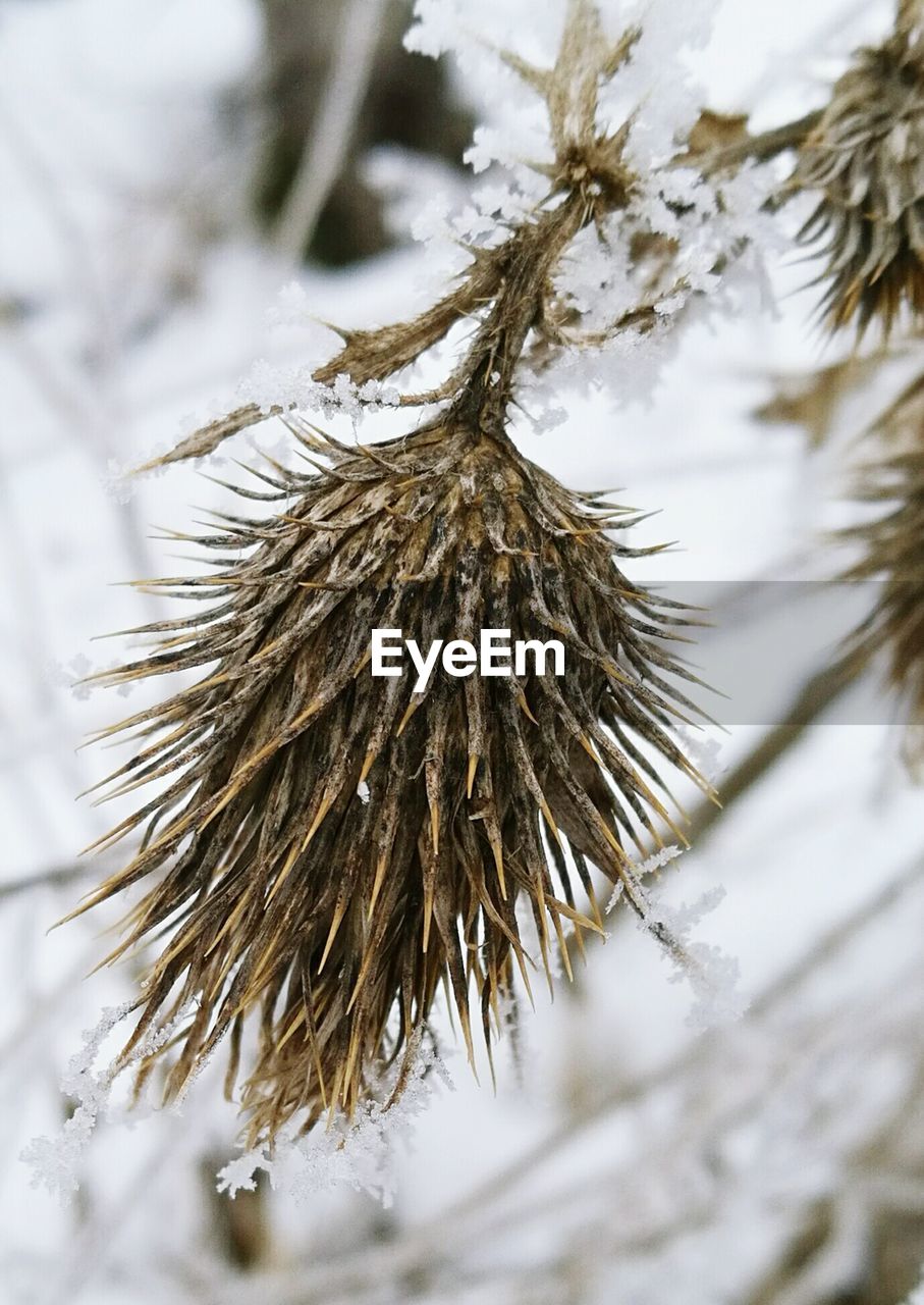 CLOSE-UP OF PINE TREE IN WINTER