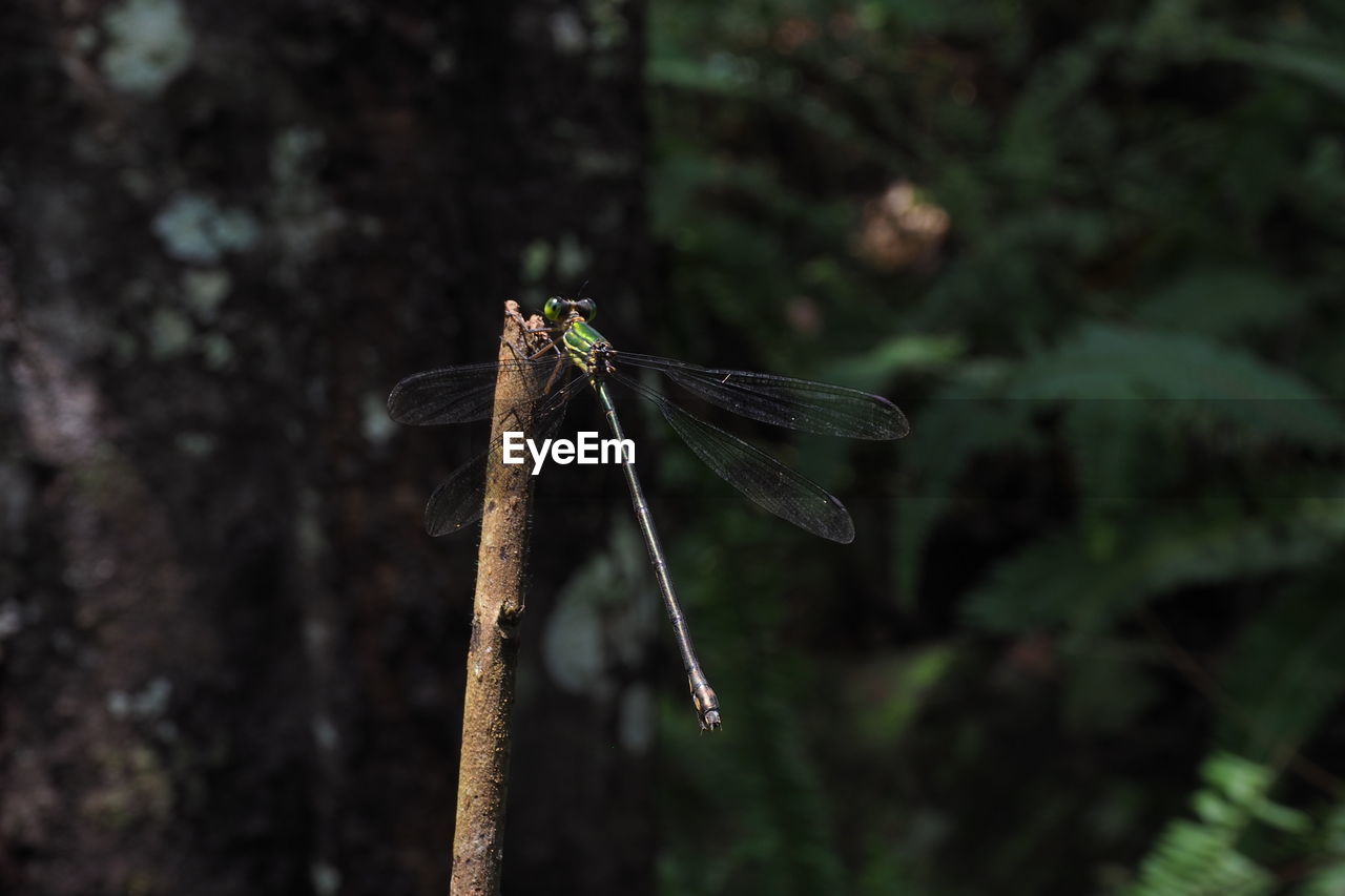 CLOSE-UP OF DRAGONFLY ON PLANT AGAINST BLURRED BACKGROUND