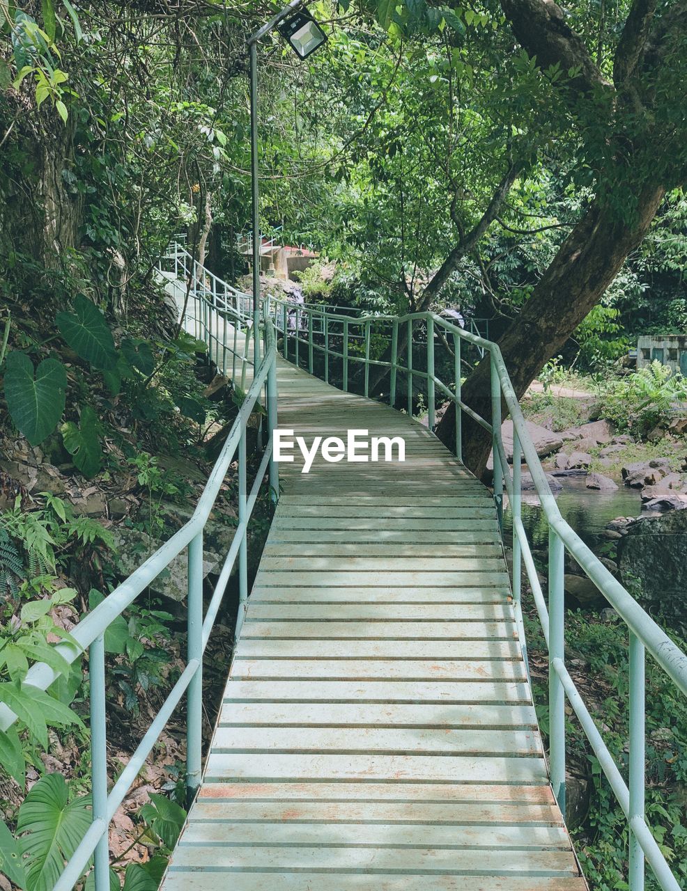 WOODEN FOOTBRIDGE AMIDST TREES AND PLANTS IN FOREST