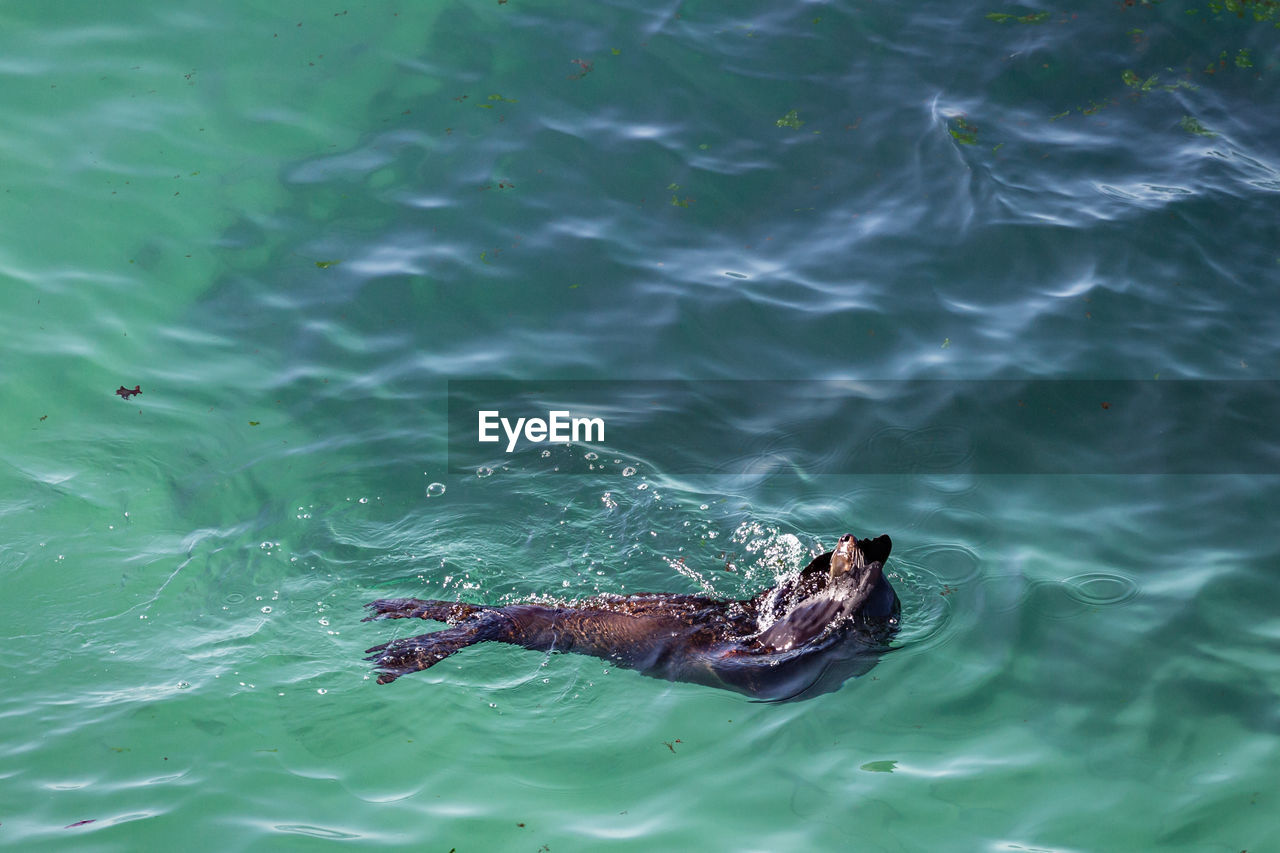 High angle view of a seal in sea