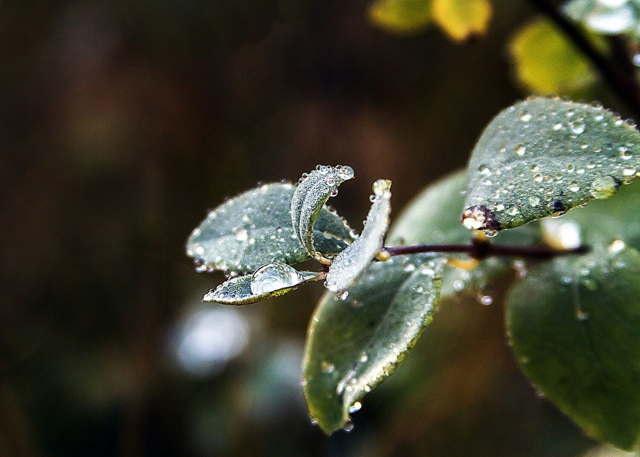 Macro shot of water drops on plant
