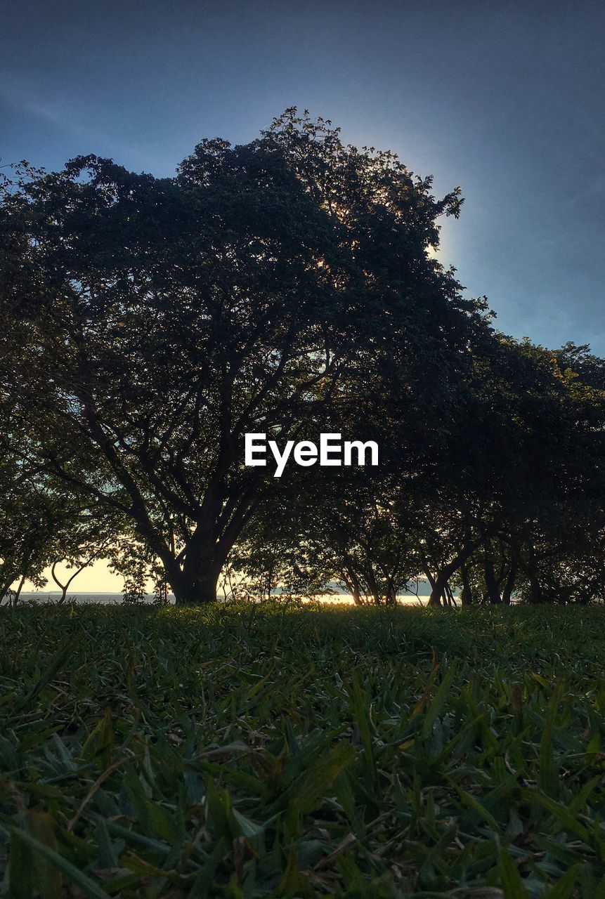 TREE ON FIELD AGAINST SKY