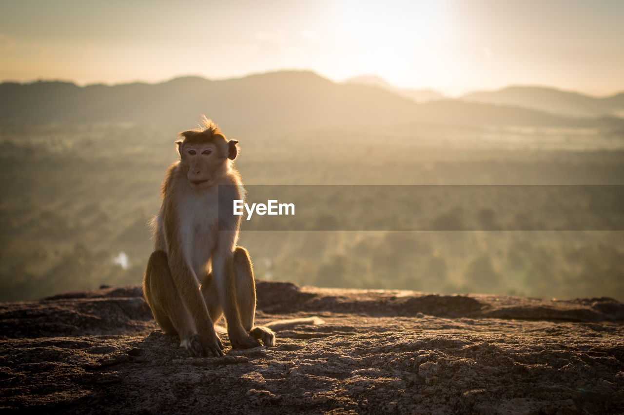 Monkey looking away while sitting on mountain