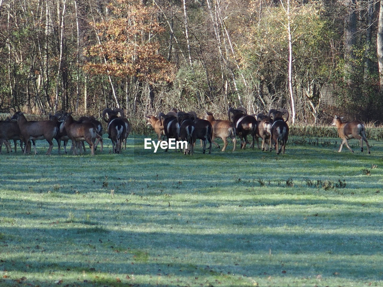 SHEEP GRAZING ON FIELD