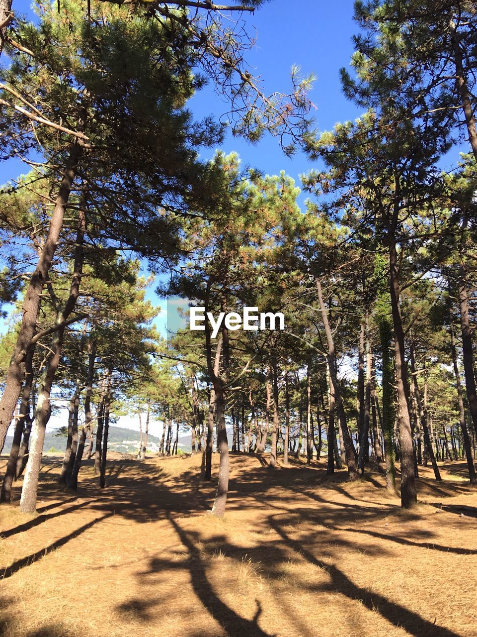 VIEW OF TREES AGAINST CLEAR SKY