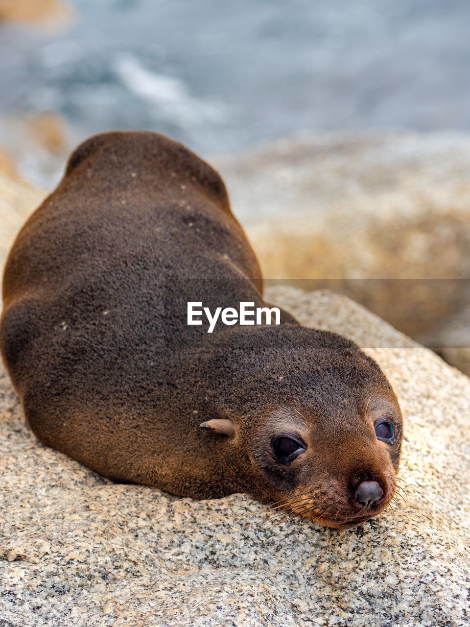 CLOSE-UP OF SEA LION ON SAND