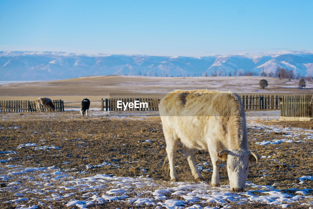 HORSE STANDING ON SNOW COVERED LAND