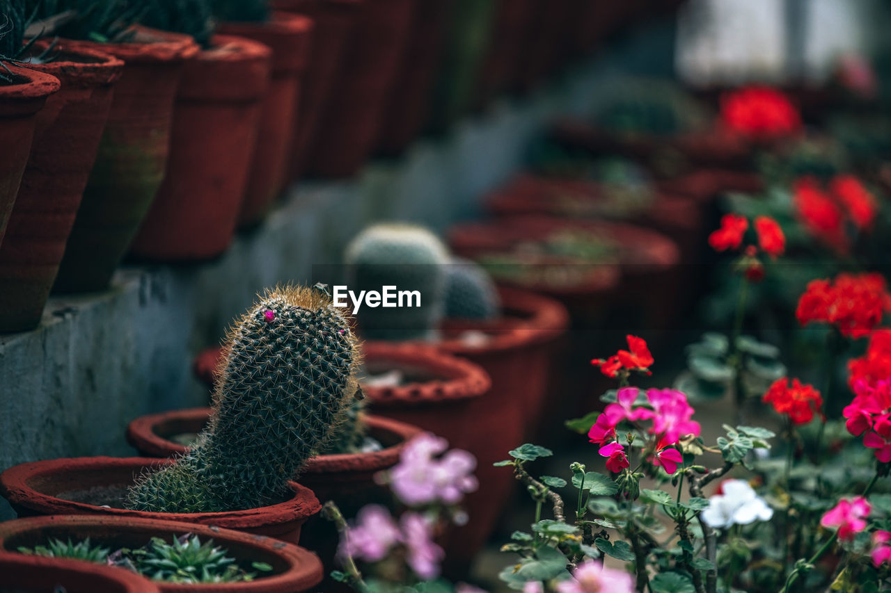 CLOSE-UP OF RED CACTUS PLANT