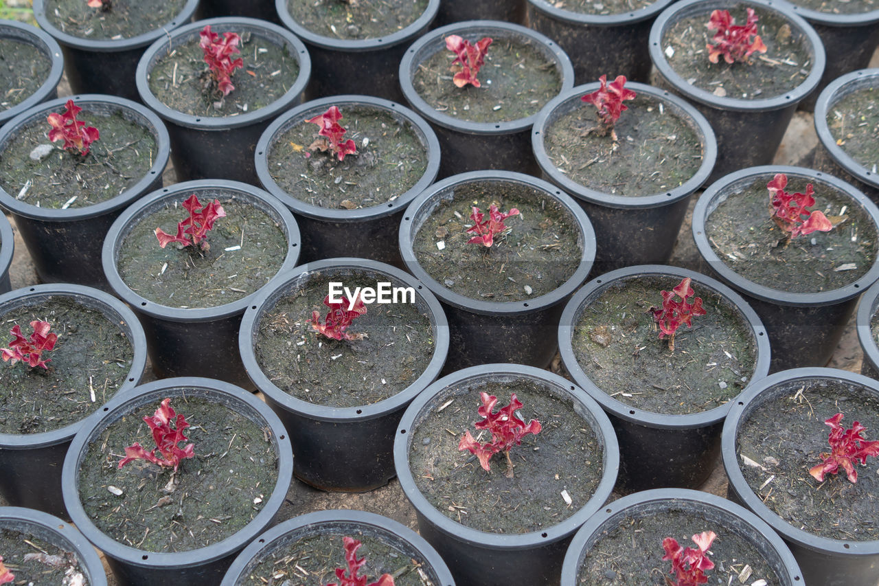 red, no people, high angle view, full frame, plant, large group of objects, flower, in a row, abundance, day, food, backgrounds, side by side, arrangement, growth, repetition, variation, for sale, nature, freshness, outdoors, produce, potted plant