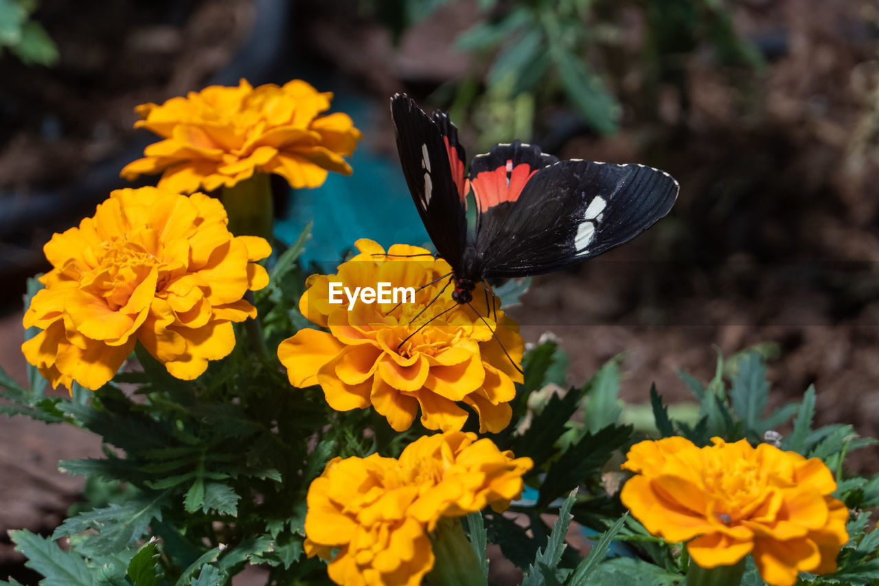 CLOSE-UP OF BUTTERFLY POLLINATING ON FLOWER