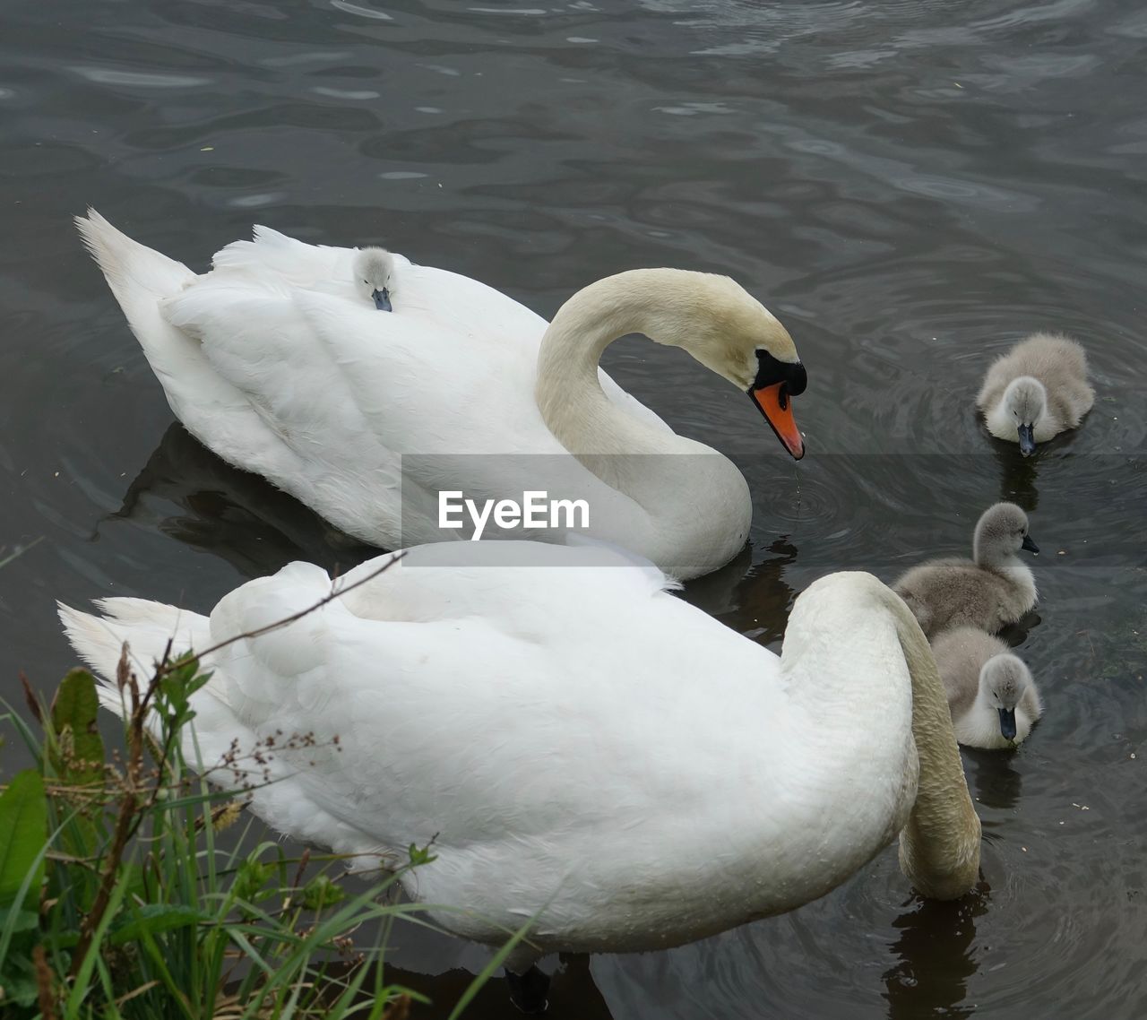 SWANS FLOATING ON LAKE