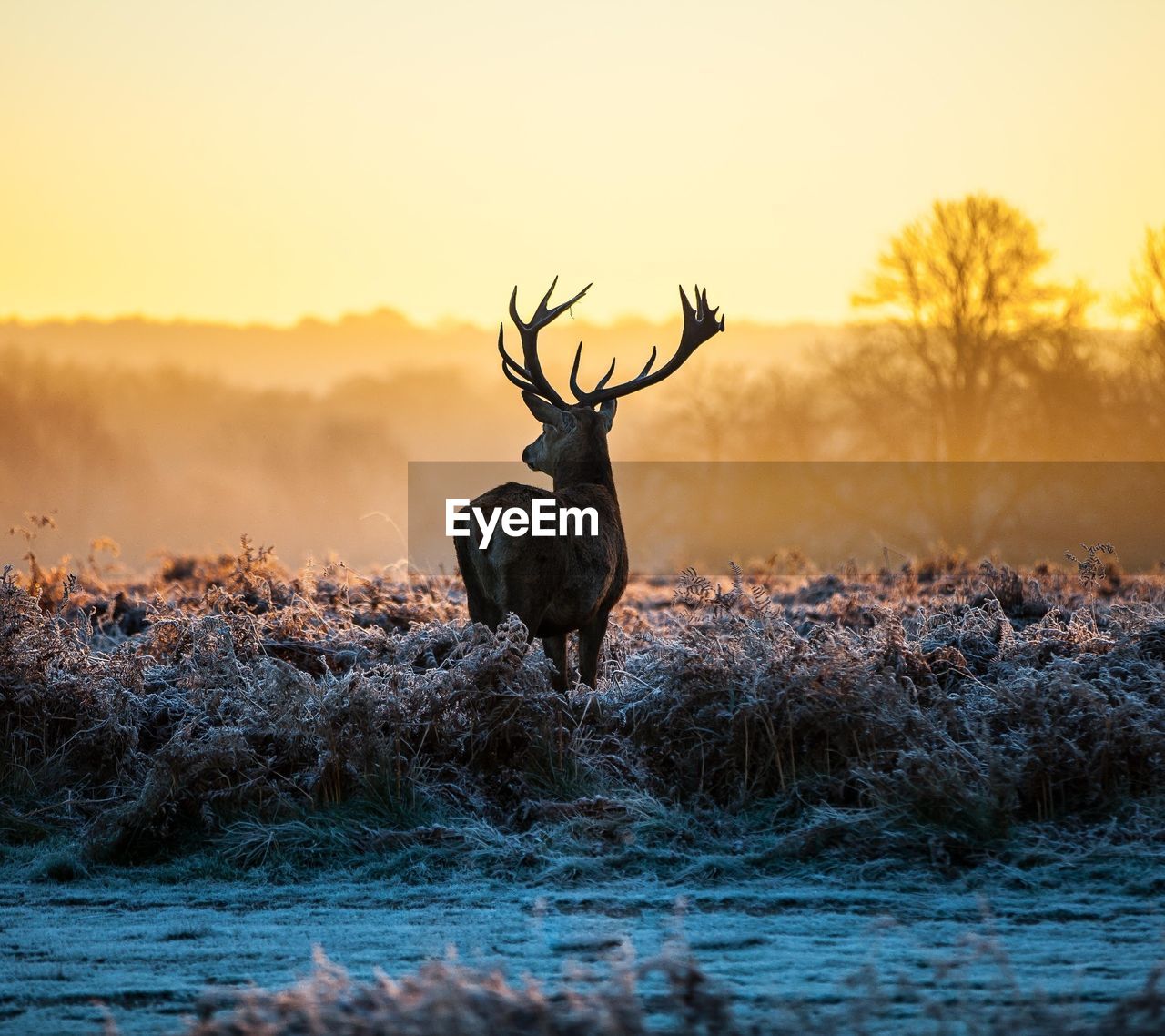 Deer standing on field against sky during sunset
