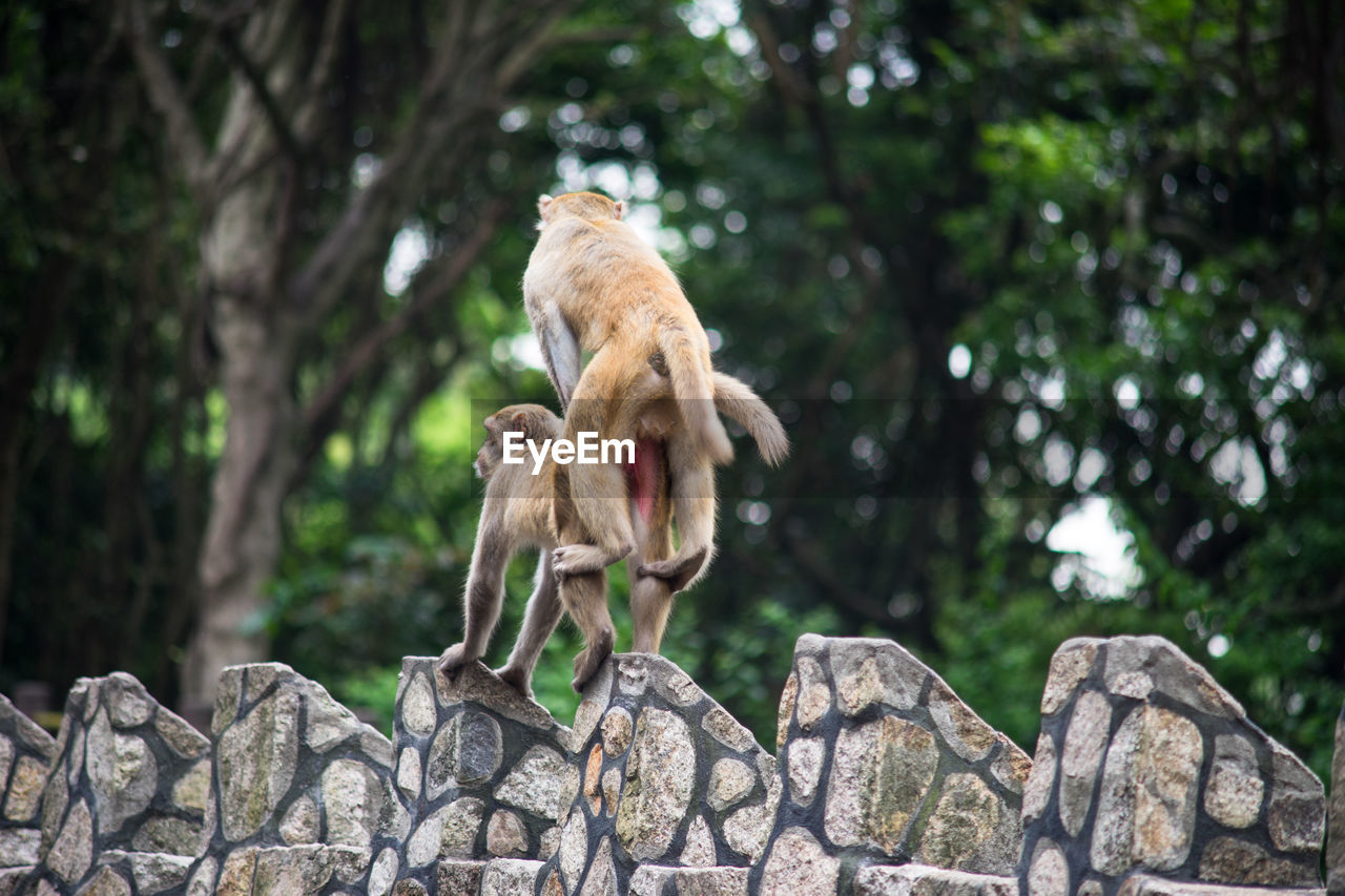 Low angle view of monkeys mating