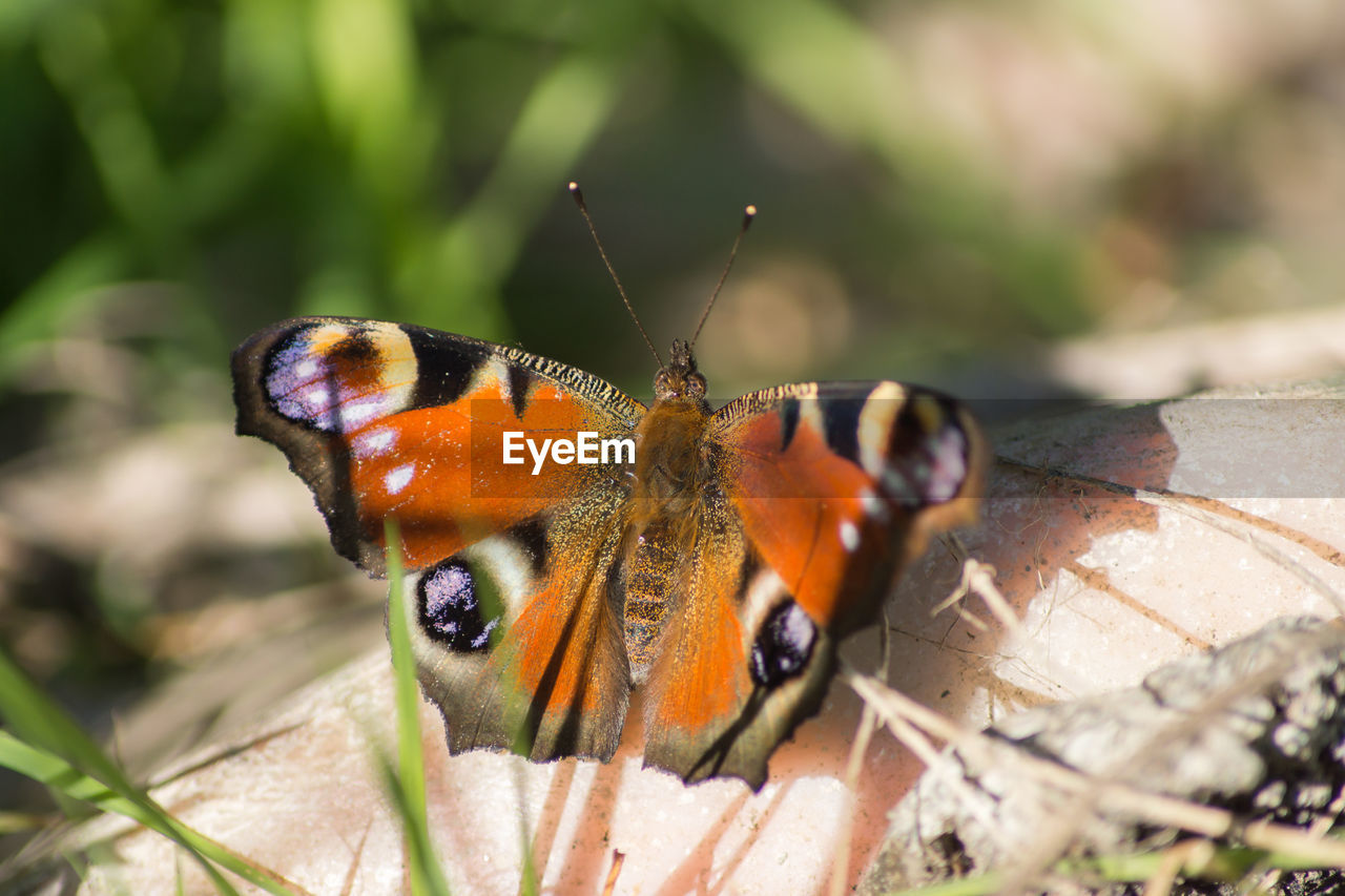 Close-up of butterfly