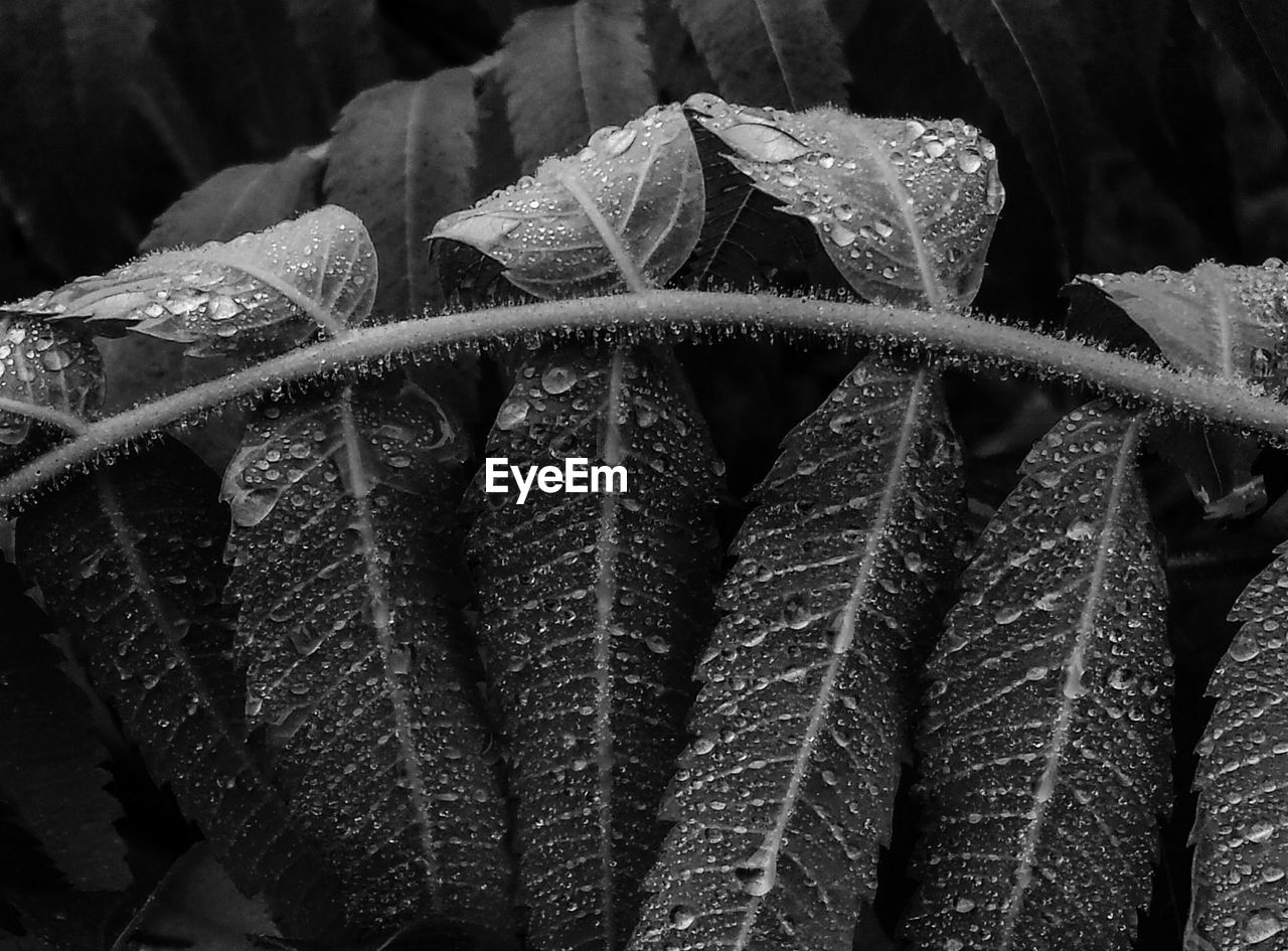 Close-up high angle view of water drops on leaves