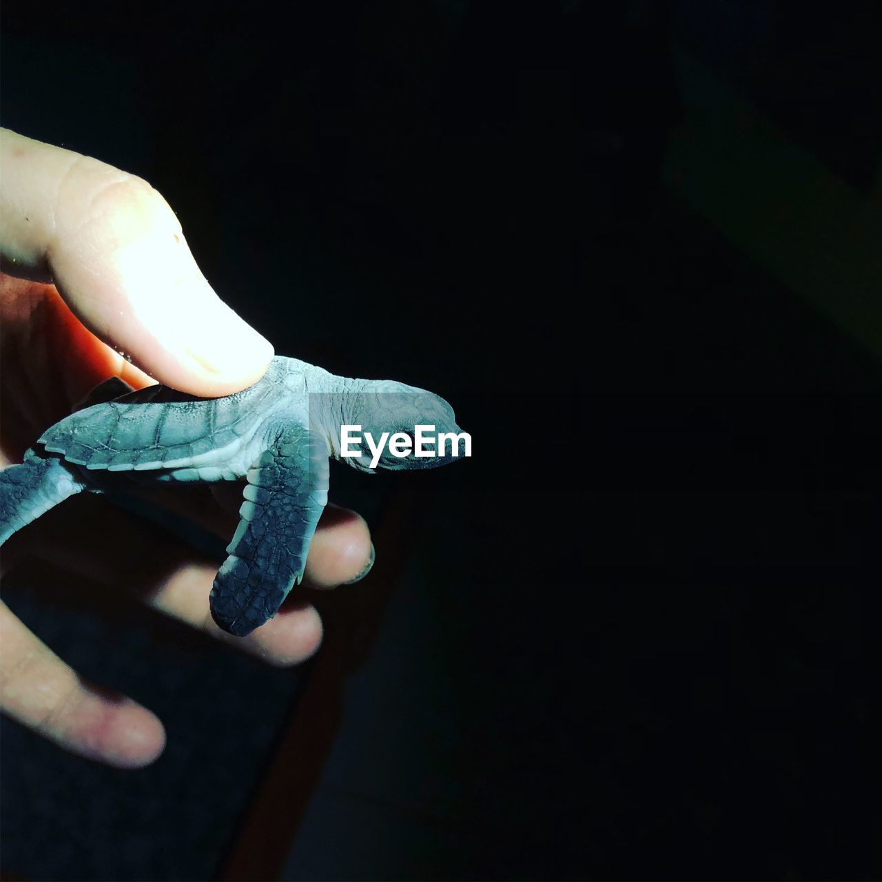 Close-up of hand holding turtle against black background