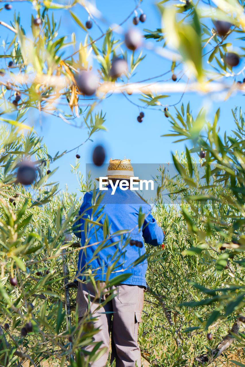 Rear view of man standing amidst plants