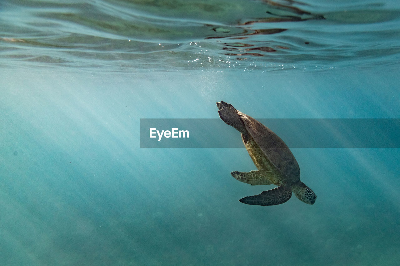 Sea turtle diving down from the surface of the ocean in hawaii