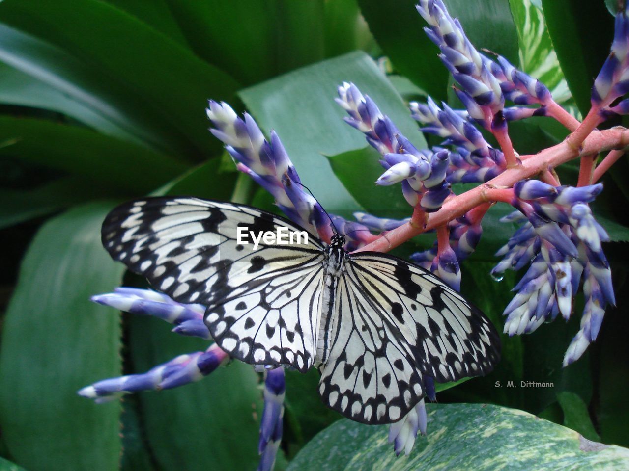 BUTTERFLY ON PURPLE FLOWERS