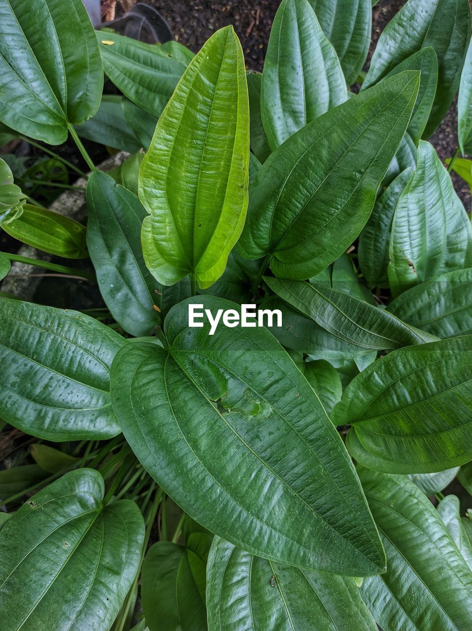 leaf, plant part, green, plant, growth, leaf vein, nature, flower, beauty in nature, freshness, no people, full frame, close-up, produce, food and drink, backgrounds, food, day, outdoors, botany, pattern, herb, vegetable