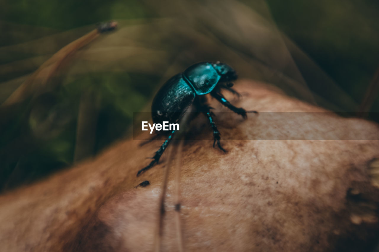 CLOSE-UP OF AN INSECT ON HAND