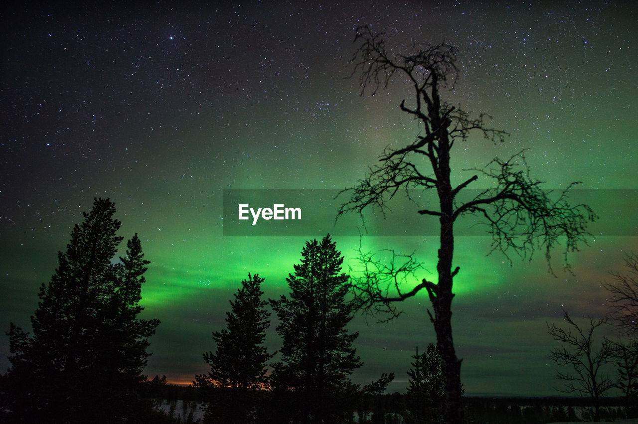 Silhouette trees in forest against sky at night