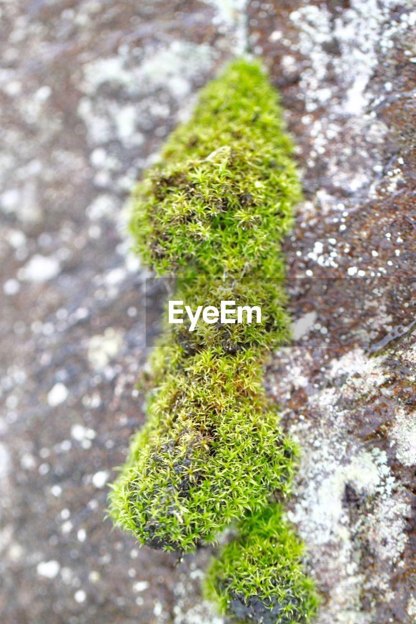 CLOSE-UP OF MOSS GROWING ON STONE