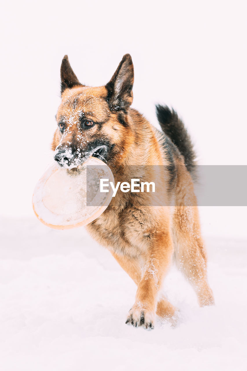 close-up of dog standing on snow