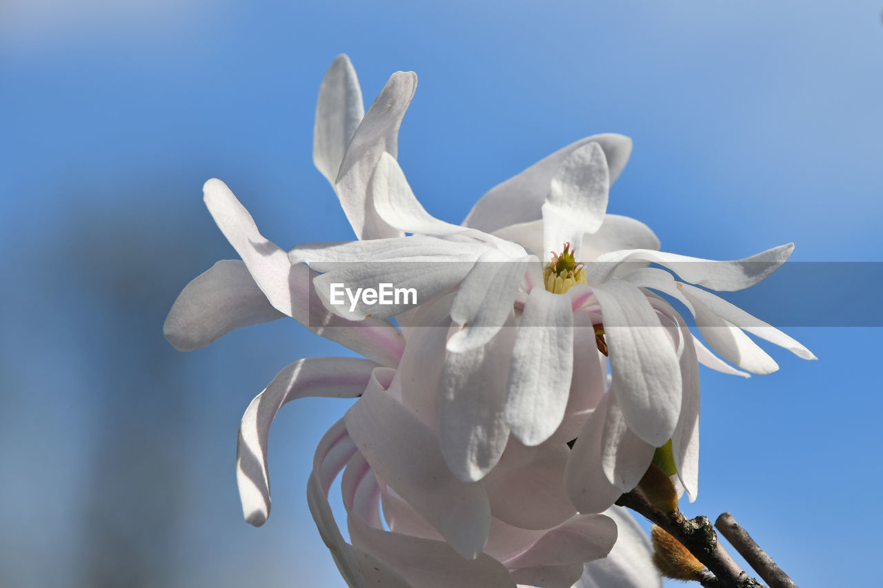 Close-up of white flowers against blue sky