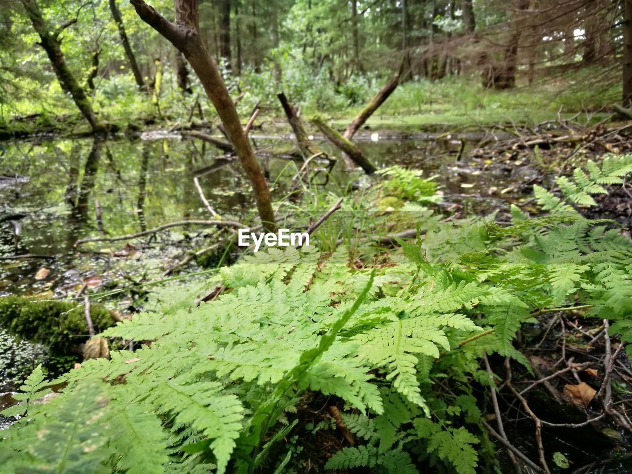 CLOSE-UP OF FRESH PLANTS IN FOREST