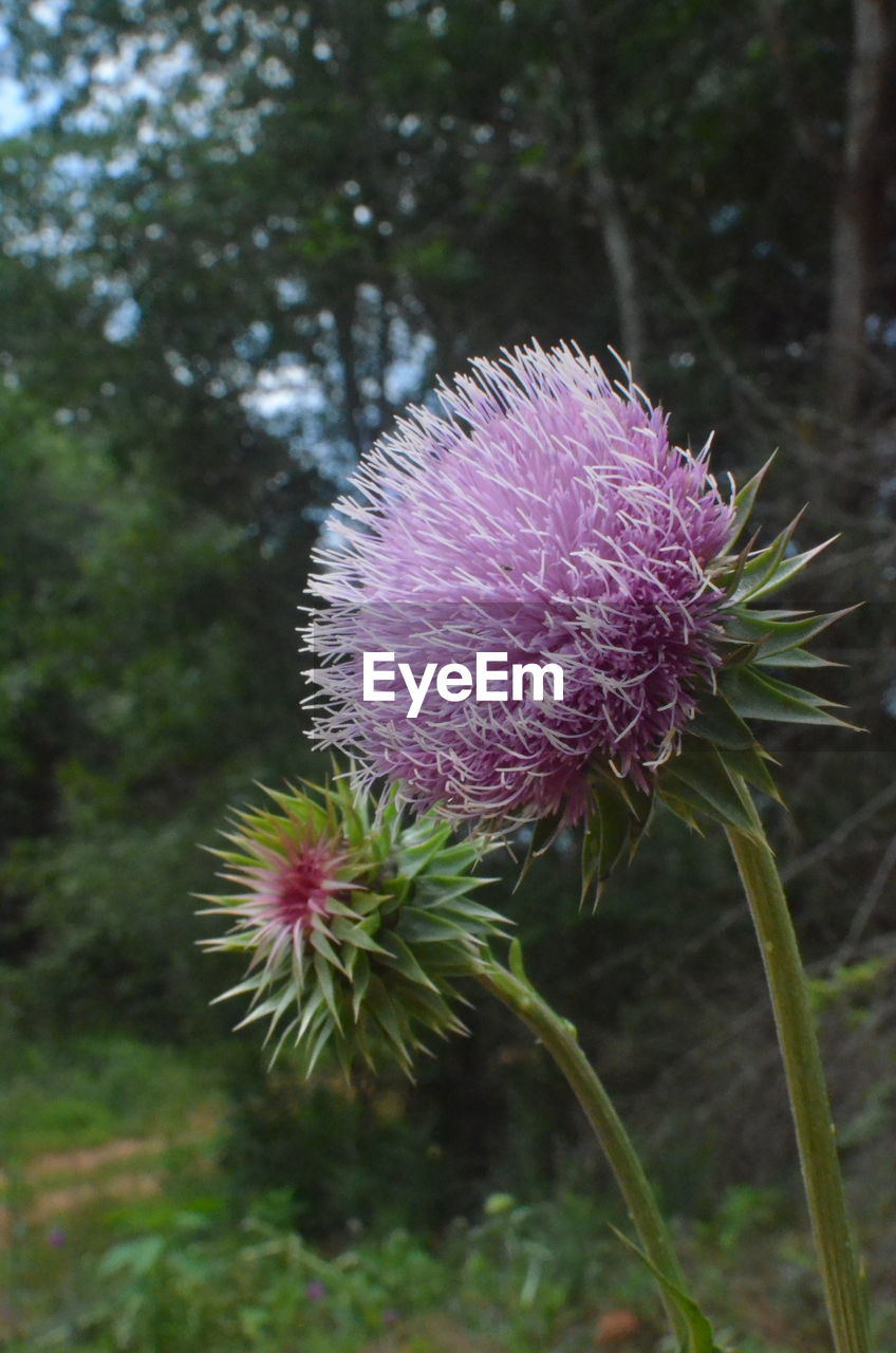 CLOSE-UP VIEW OF THISTLE