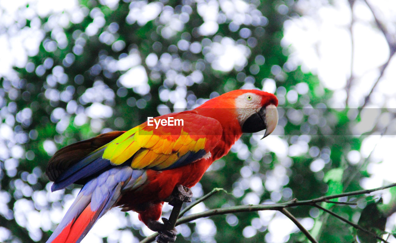 Close-up of parrot perching on branch