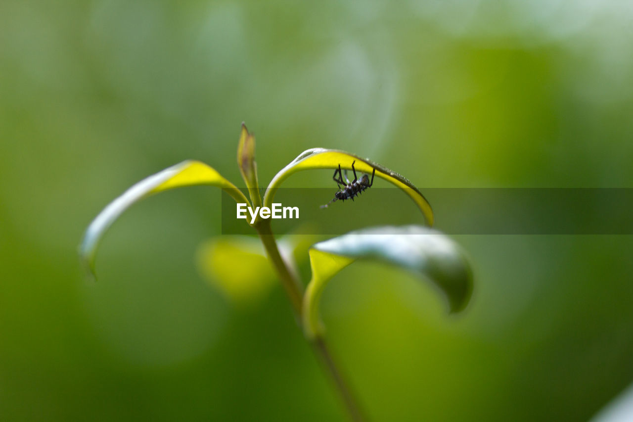 Close-up of insect on flower