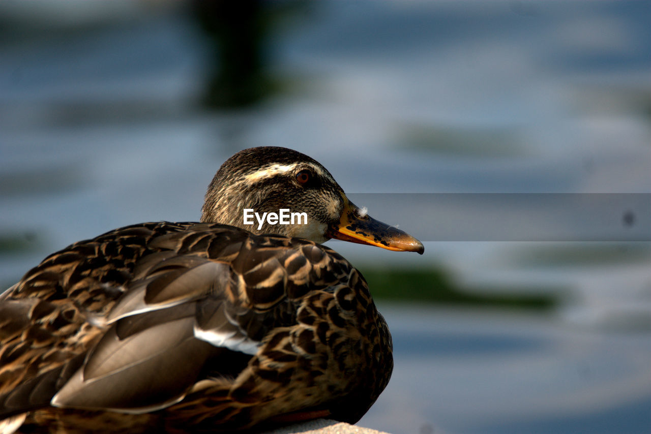 Close-up of mallard duck by lake