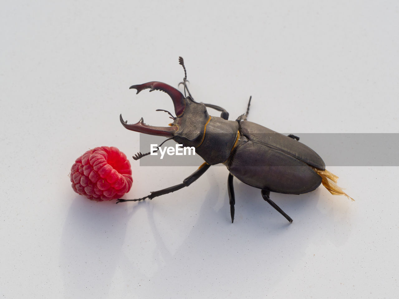 insect, beetle, animal, food, animal themes, studio shot, food and drink, macro photography, fruit, white background, healthy eating, indoors, no people, red, close-up, one animal, animal wildlife, pest, nature, freshness