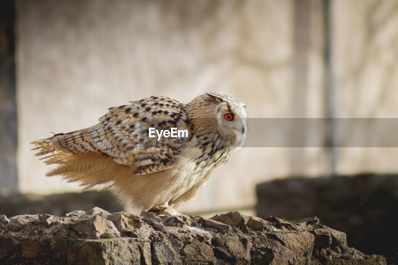 Close-up of owl perching on rock