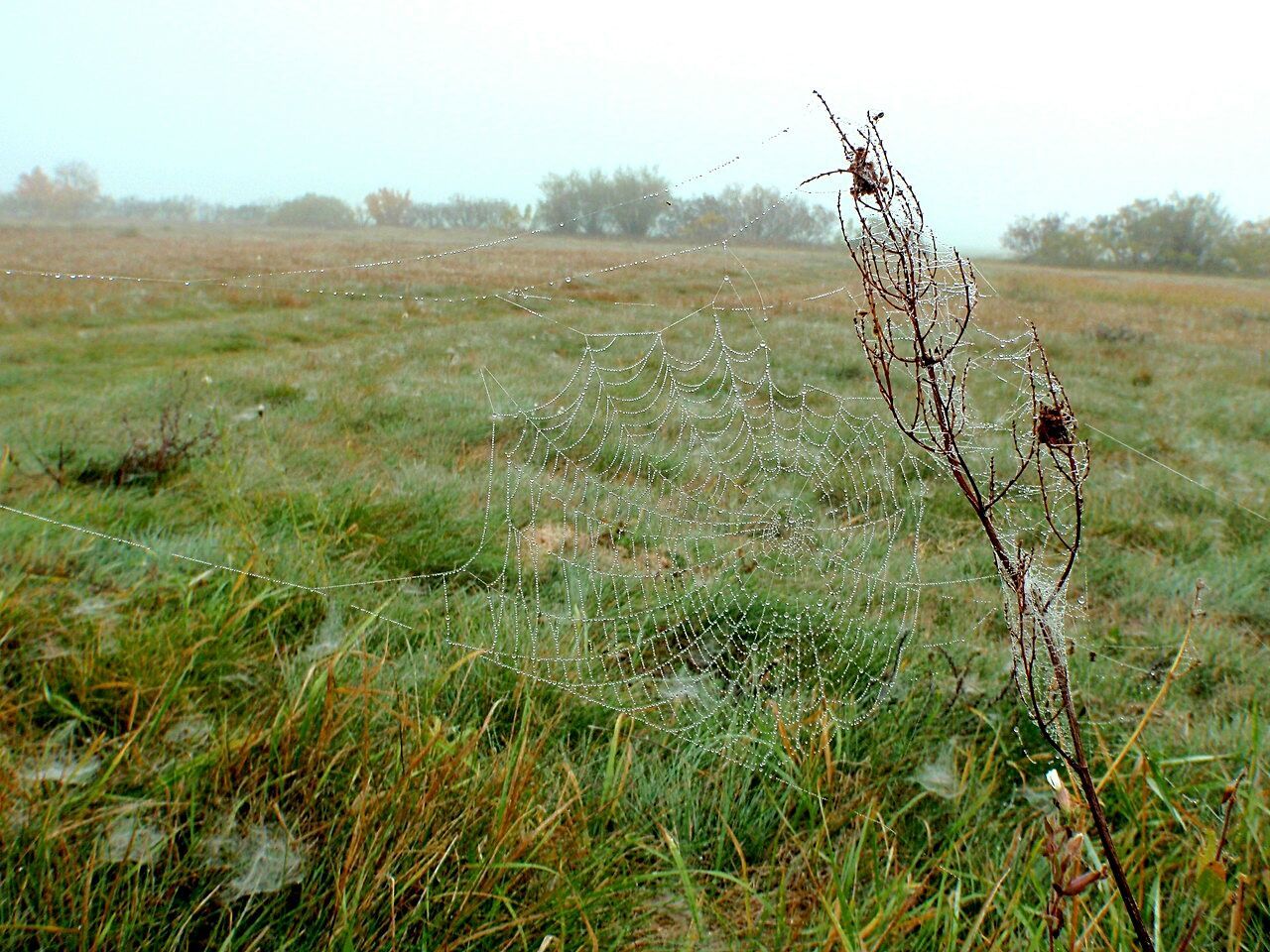 Scenic view of field against clear sky