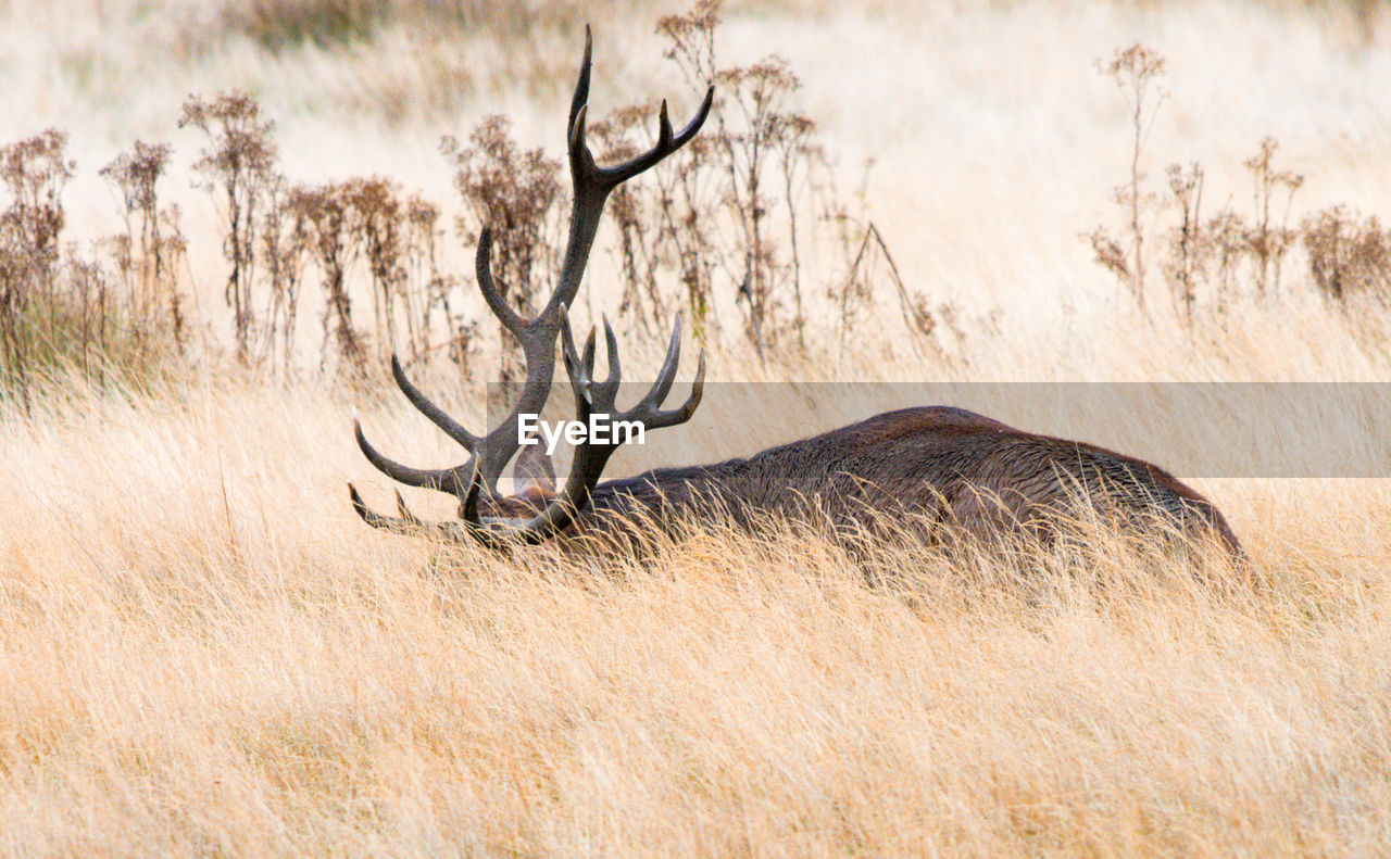 View of deer on field