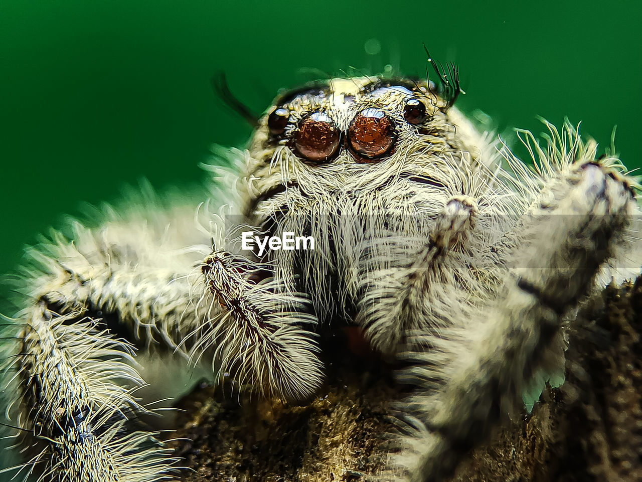 CLOSE-UP OF SPIDER IN THE ANIMAL