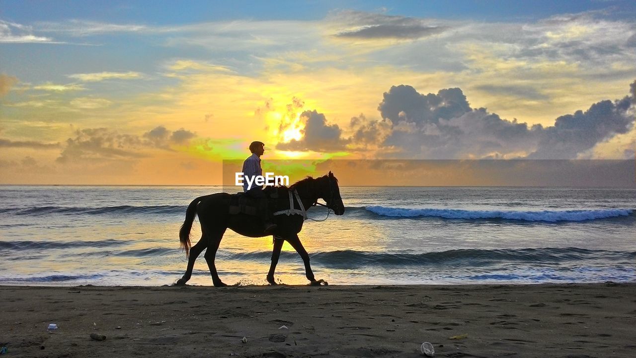 SILHOUETTE OF DOG ON BEACH AT SUNSET